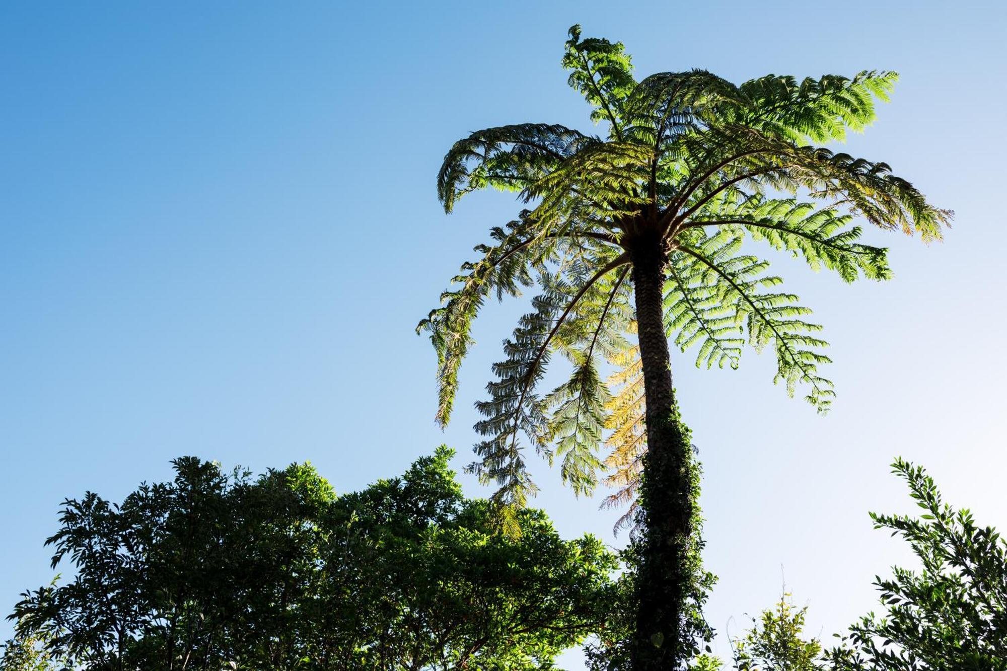 Coral Palms 3* Suno